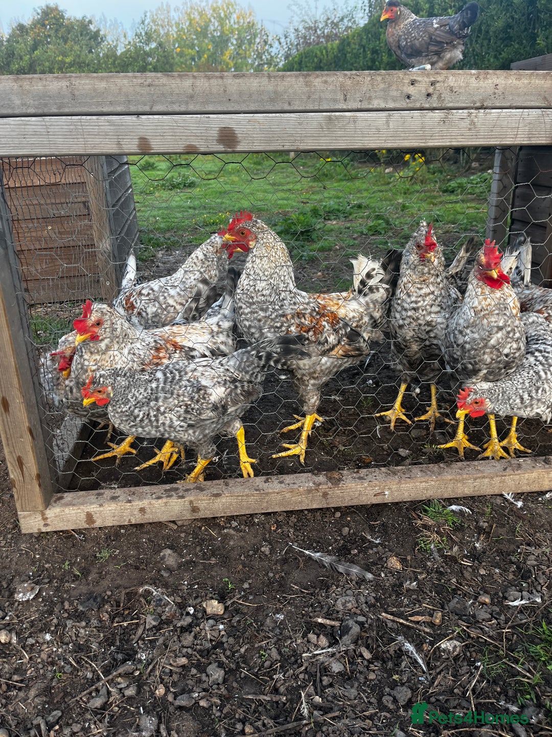 Chickens poultry for sale: Cream Legbar Cockerels - Image 2