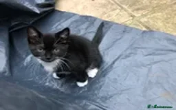 Mixed Breed cats for sale: 2 LEFT: Beautiful kittens in need of good homes - Image 13
