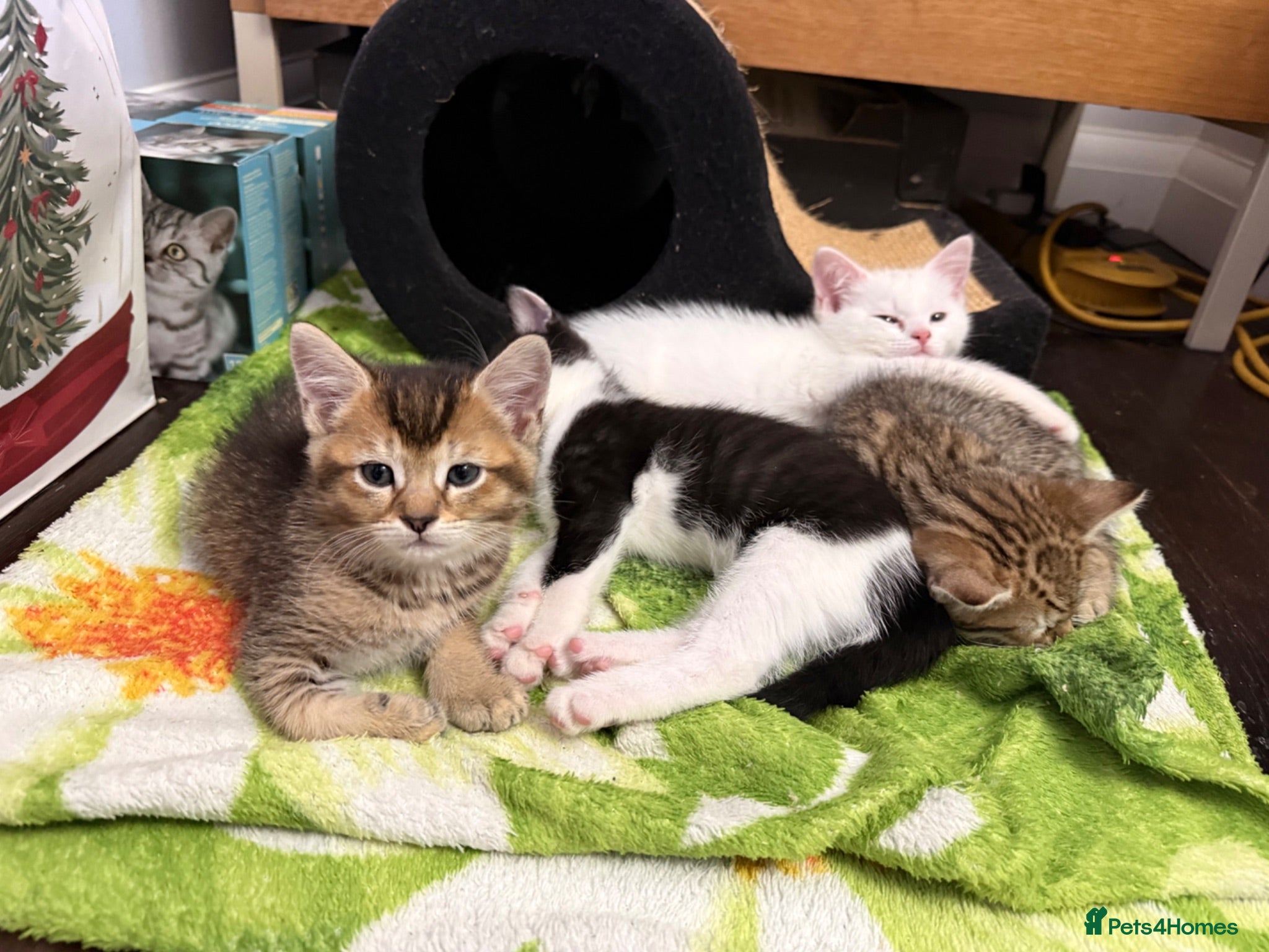 Mixed Breed cats Nice little kittens looking for new home - Advert 1