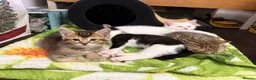 Mixed Breed cats for sale: Nice little kittens looking for new home - Advert 1