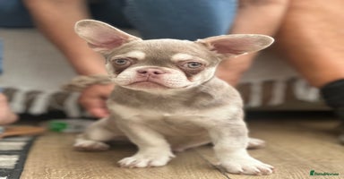 French Bulldog dogs - Advert 6