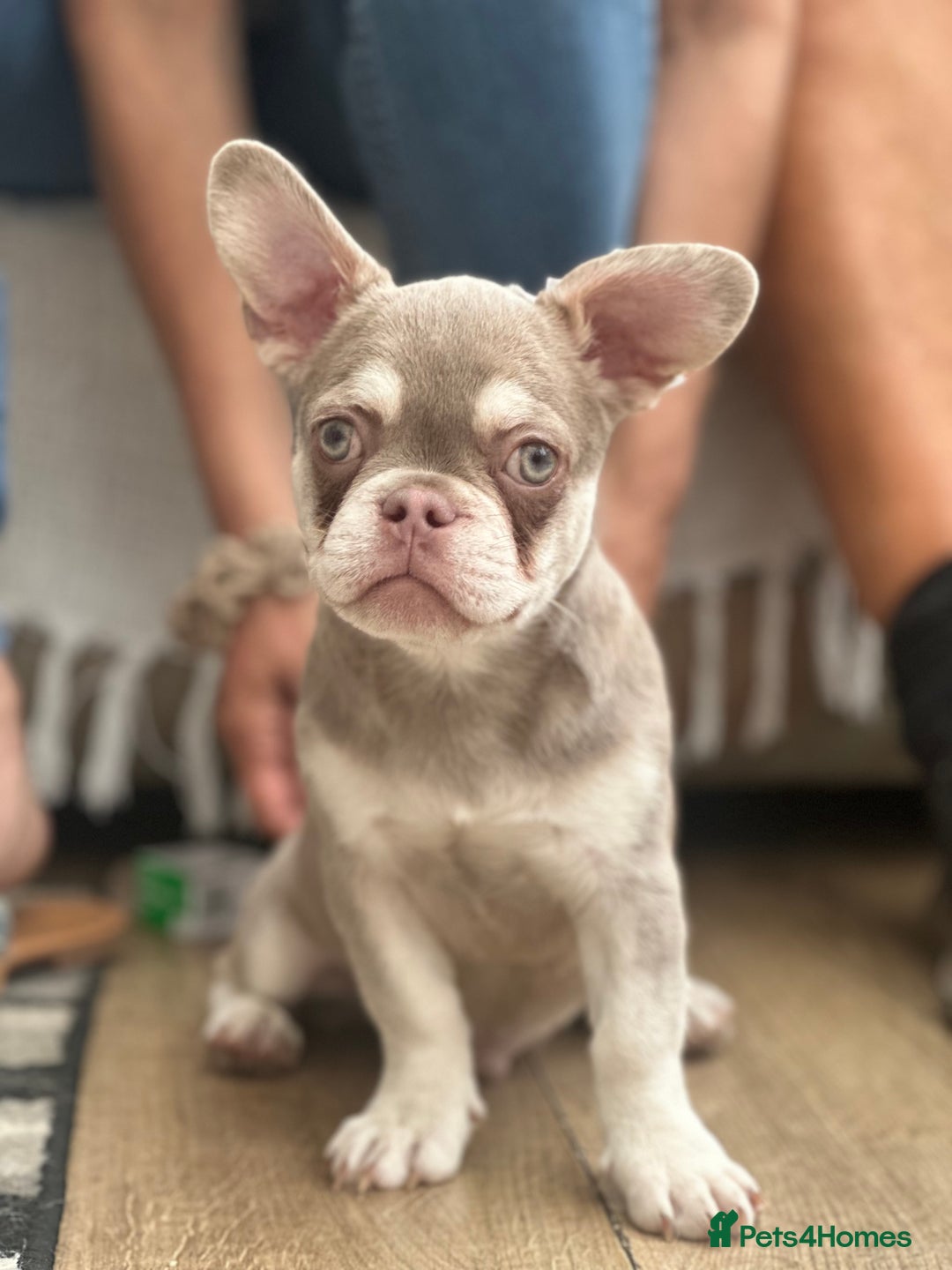 French Bulldog dogs for sale: French bulldog puppies  - Image 2
