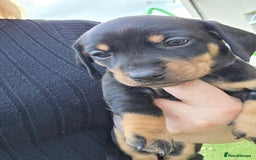 Miniature Dachshund dogs for sale: Miniature dachshund  - Image 2