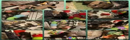 Frug dogs for sale: Beautiful frug puppies (5girls & 4boys) - Advert 6