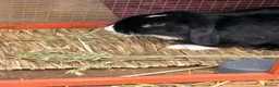 Mixed Breed rabbits for sale: Rabbit for sale PLEASE READ AD.  in Banbury - Advert 2