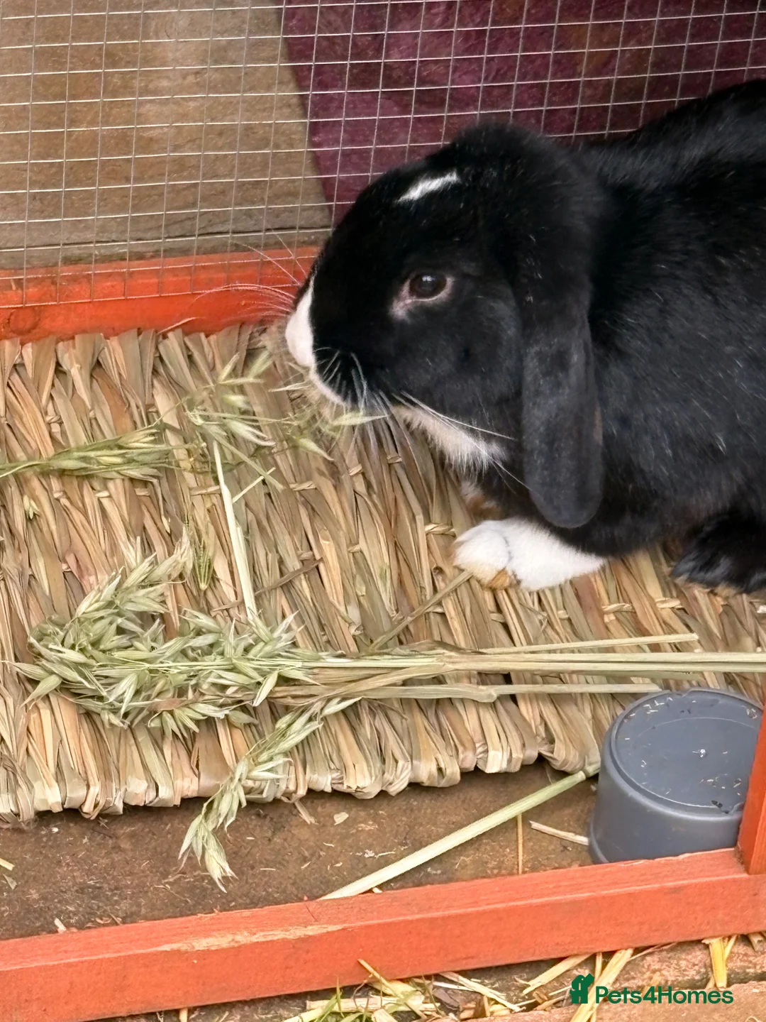 Mixed Breed rabbits for sale: Rabbit for sale PLEASE READ AD.  in Banbury - Advert 2