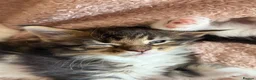 Maine Coon cats for sale: Stunning Maine Coon Kittens looking for 5⭐️ homes - Advert 19