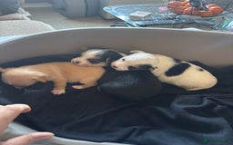 Jack Russell dogs for sale: Jack Russell puppies for sale - Image 14