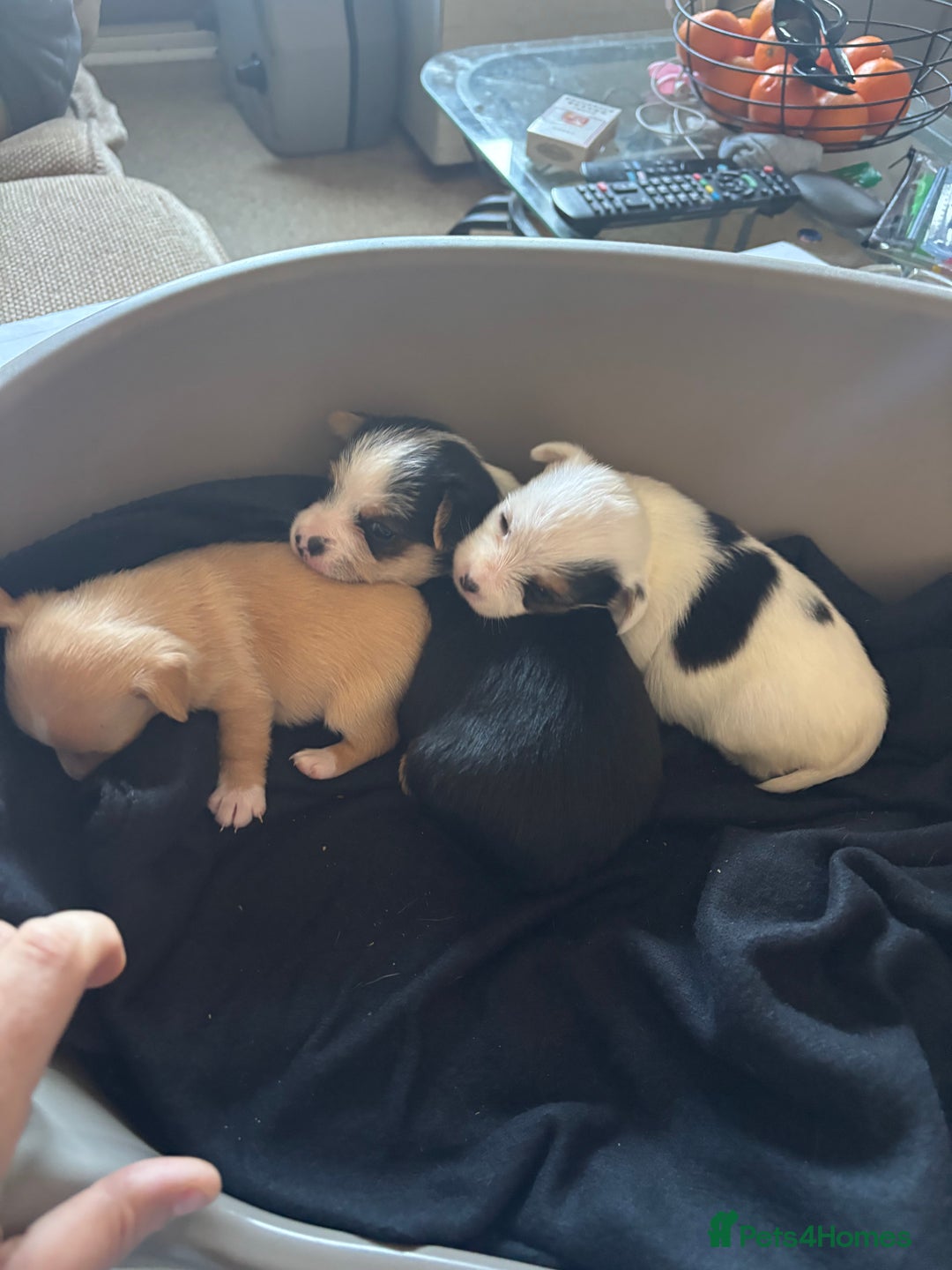 Jack Russell dogs for sale: Jack Russell puppies for sale - Image 14