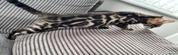 Bengal cats for sale: Full pedigree rosetted bengal kitten -male  - Advert 8