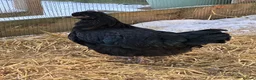 Chickens poultry for sale: RARE SHETLAND POULTRY in Wisbech - Advert 5