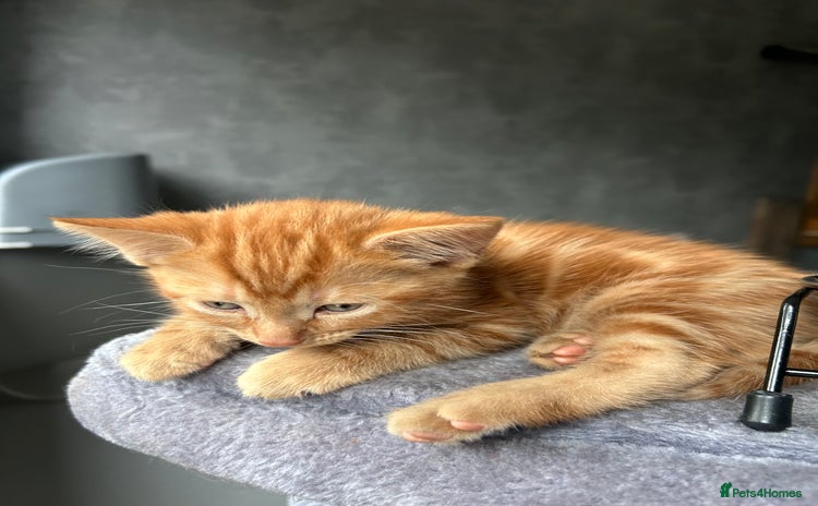 British Longhair cats - Advert 3