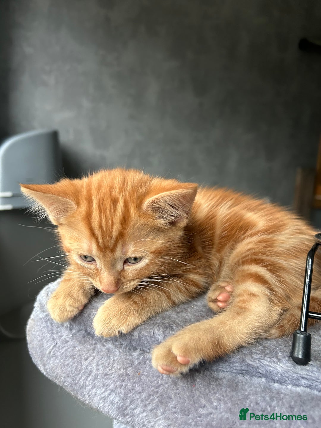 British Longhair cats for sale: Cute ginger male kitten - Image 1