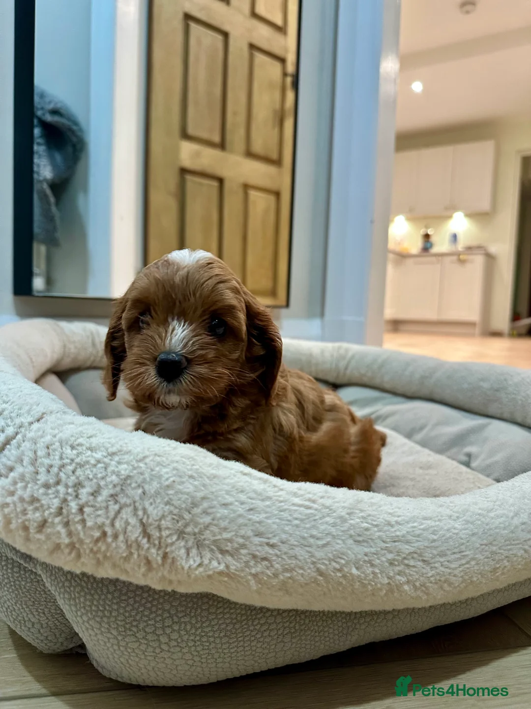 Cavapoochon dogs for sale: 🐾 Adorable Cavapoochon Puppies - Ready 14th March - Advert 2