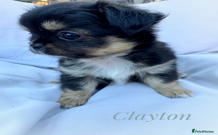 Chihuahua dogs - Advert 2