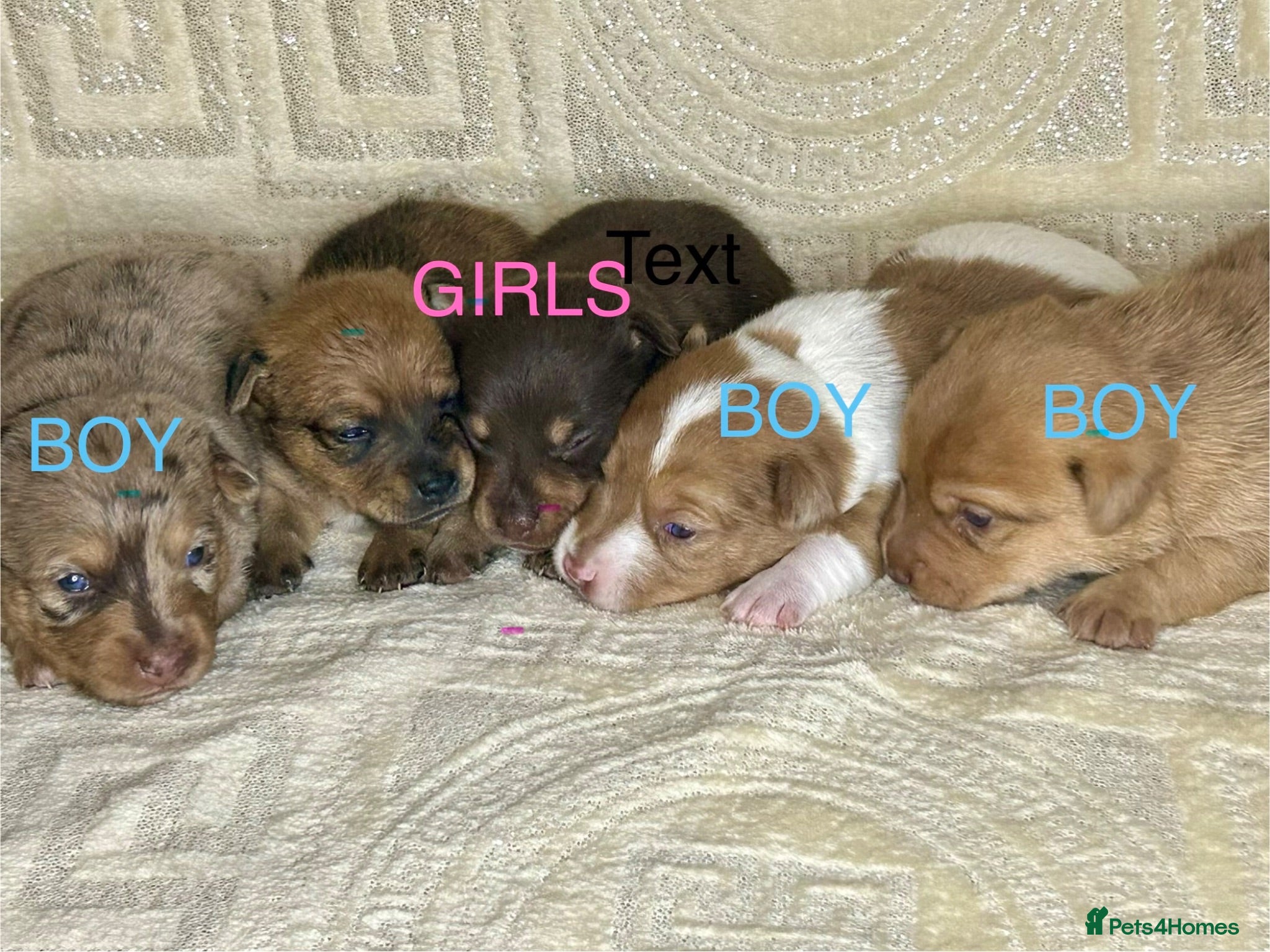 Mixed Breed dogs Stunning Jack Russell Pupps Merle, Chocolate & Red - Advert 2
