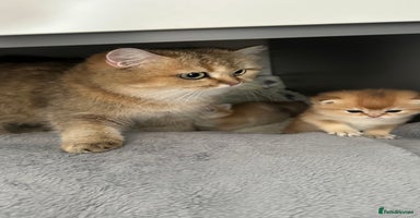 British Shorthair cats - Advert 11