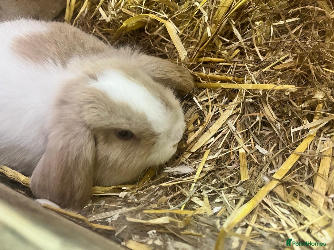 Mini Lop rabbits for sale: 2 Female Minilop Babies for sale £100 for the pair - Image 10
