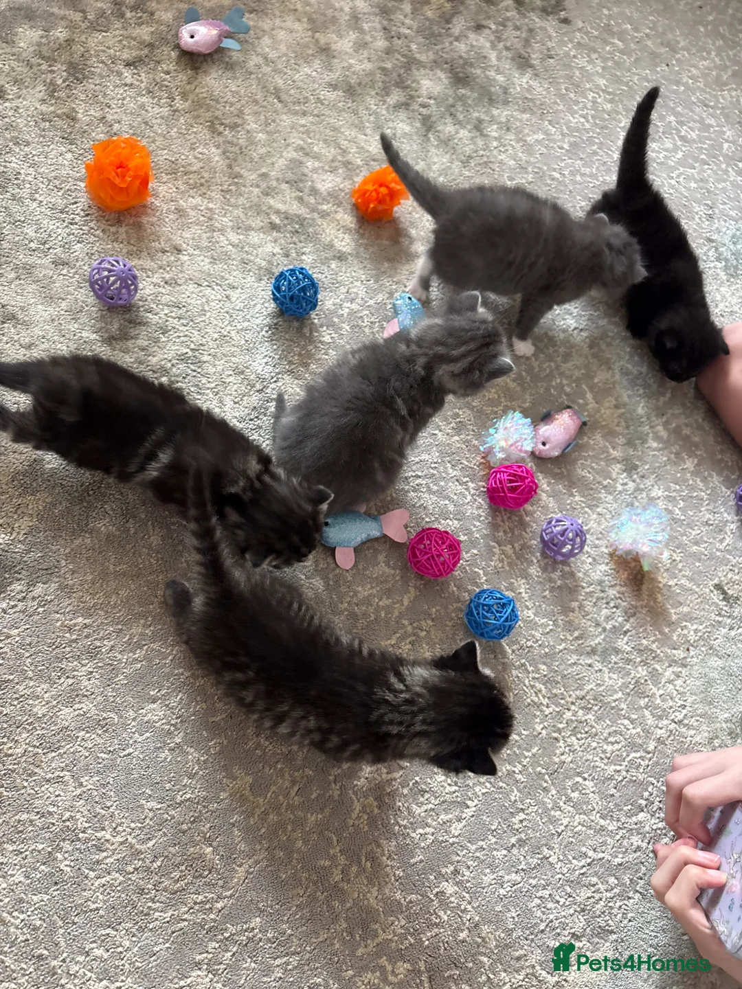 Mixed Breed cats for sale: Half Ragdoll Kittens  in Northampton - Advert 14