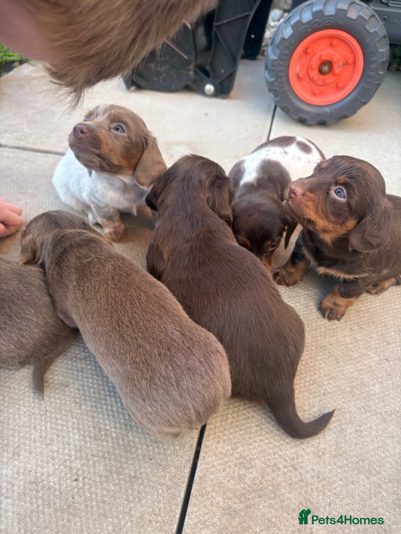 Miniature Dachshund dogs Stunning kc reg miniature dachshund  - Advert 1