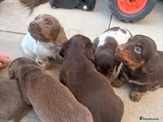 Miniature Dachshund dogs Stunning kc reg miniature dachshund - Advert 1