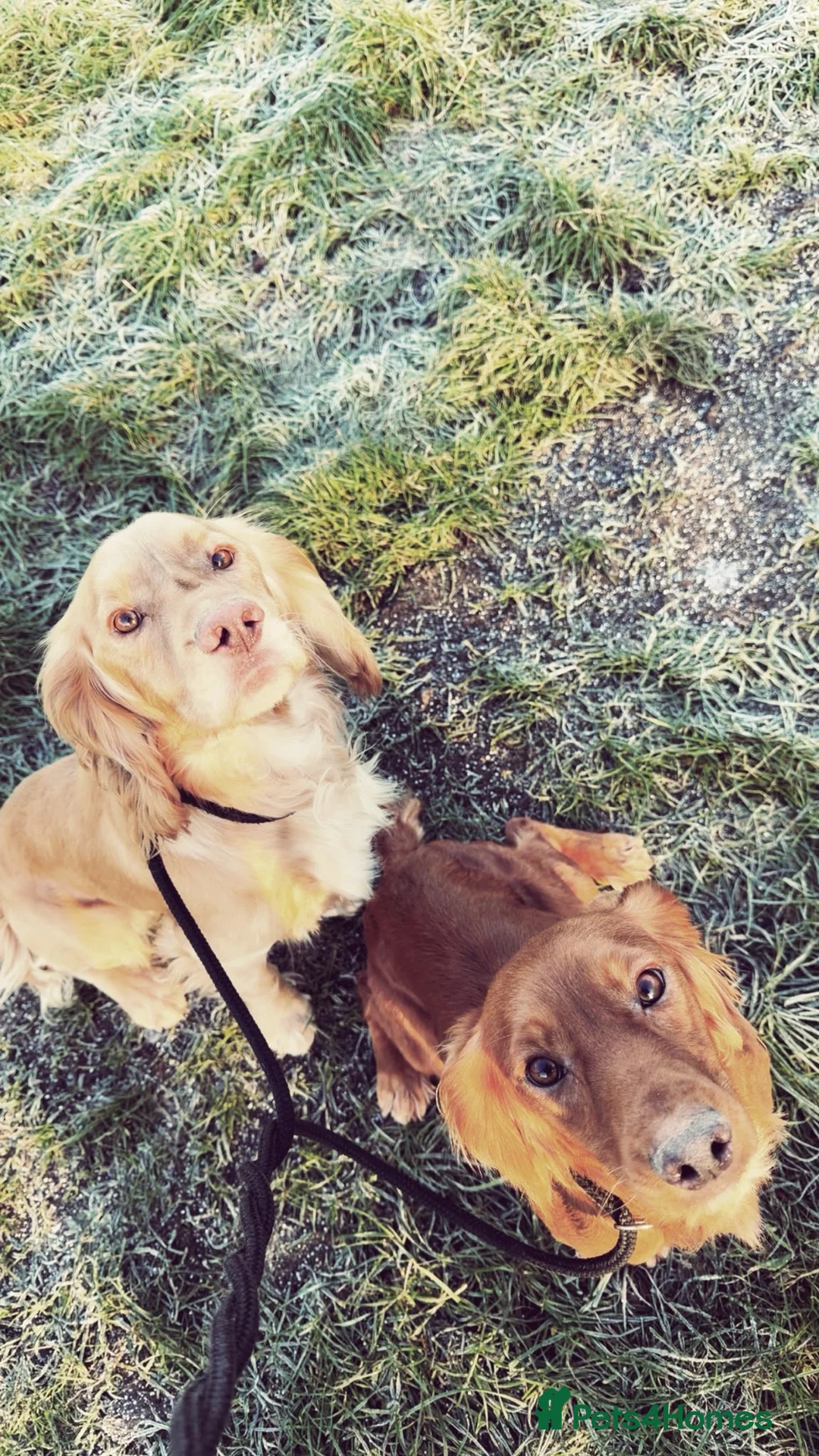 Cocker Spaniel dogs for sale: Kc reg working cocker spaniel  puppies  - Advert 2