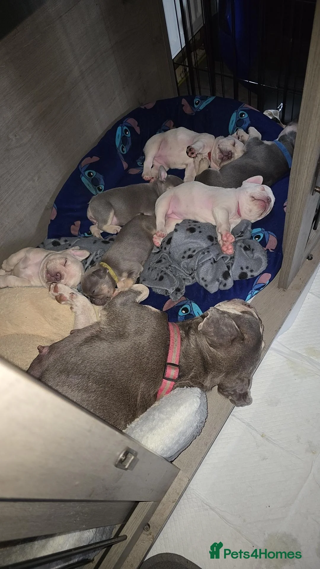 French Bulldog dogs for sale: French bulldogs  in Ellesmere Port - Advert 1