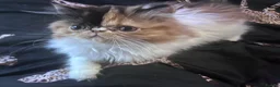 Persian cats for sale:  2 beautiful girls left Persian REDUCED £ - Advert 6