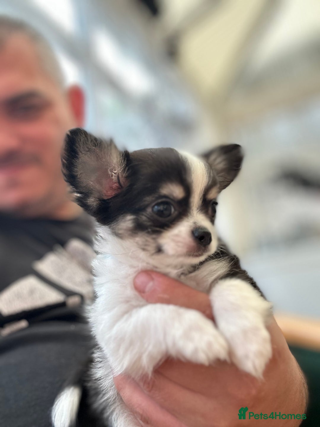 Chihuahua dogs for sale: Chihuahua  - Image 24