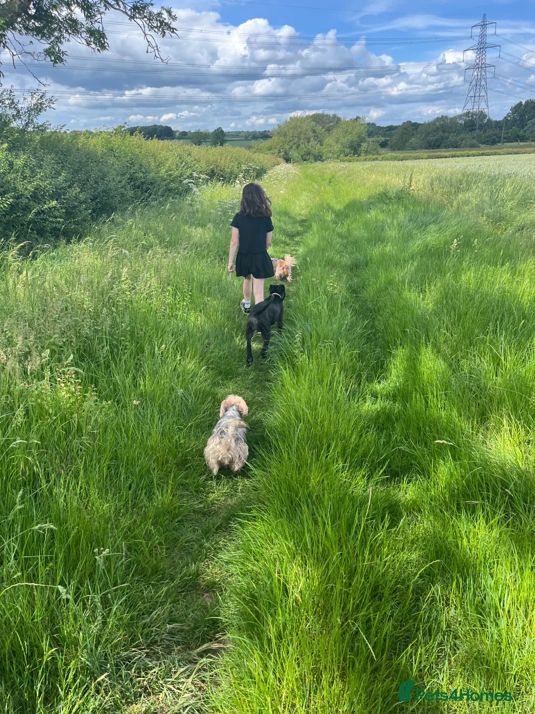 Cane Corso dogs for sale: Lovely cane corso female  - Advert 8
