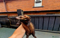 Ferret rodents for sale: 2 x Male Polecat Ferrets - Image 5