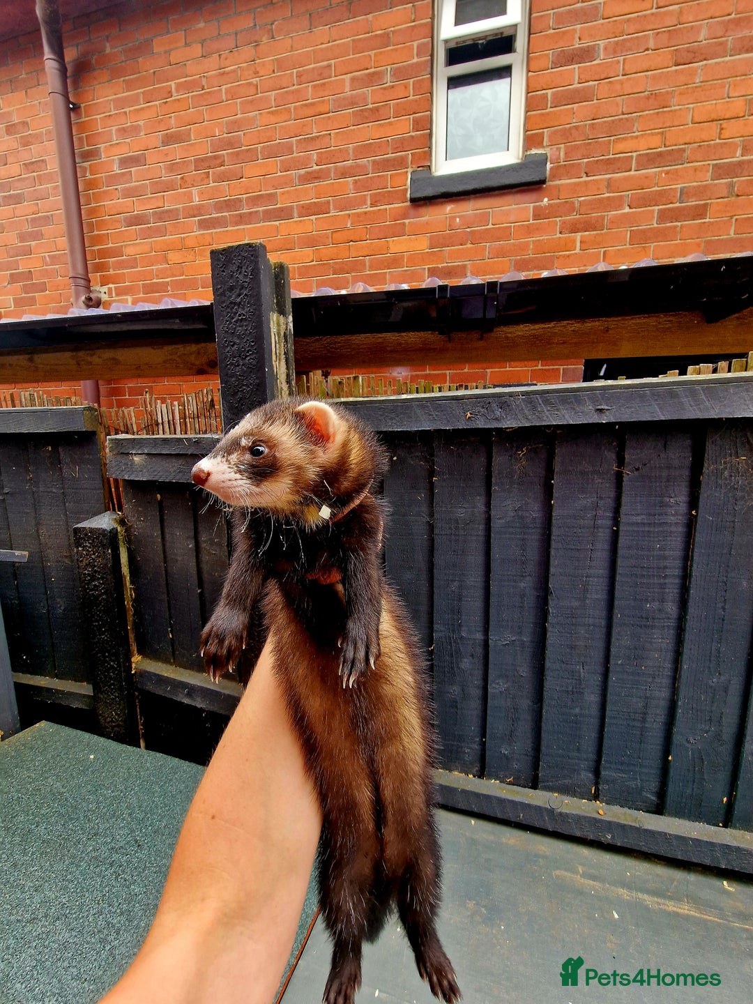 Ferret rodents for sale: 2 x Male Polecat Ferrets - Image 5