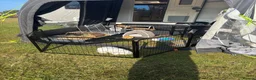 Dwarf Lop rabbits for sale: Bugsy  - Advert 6
