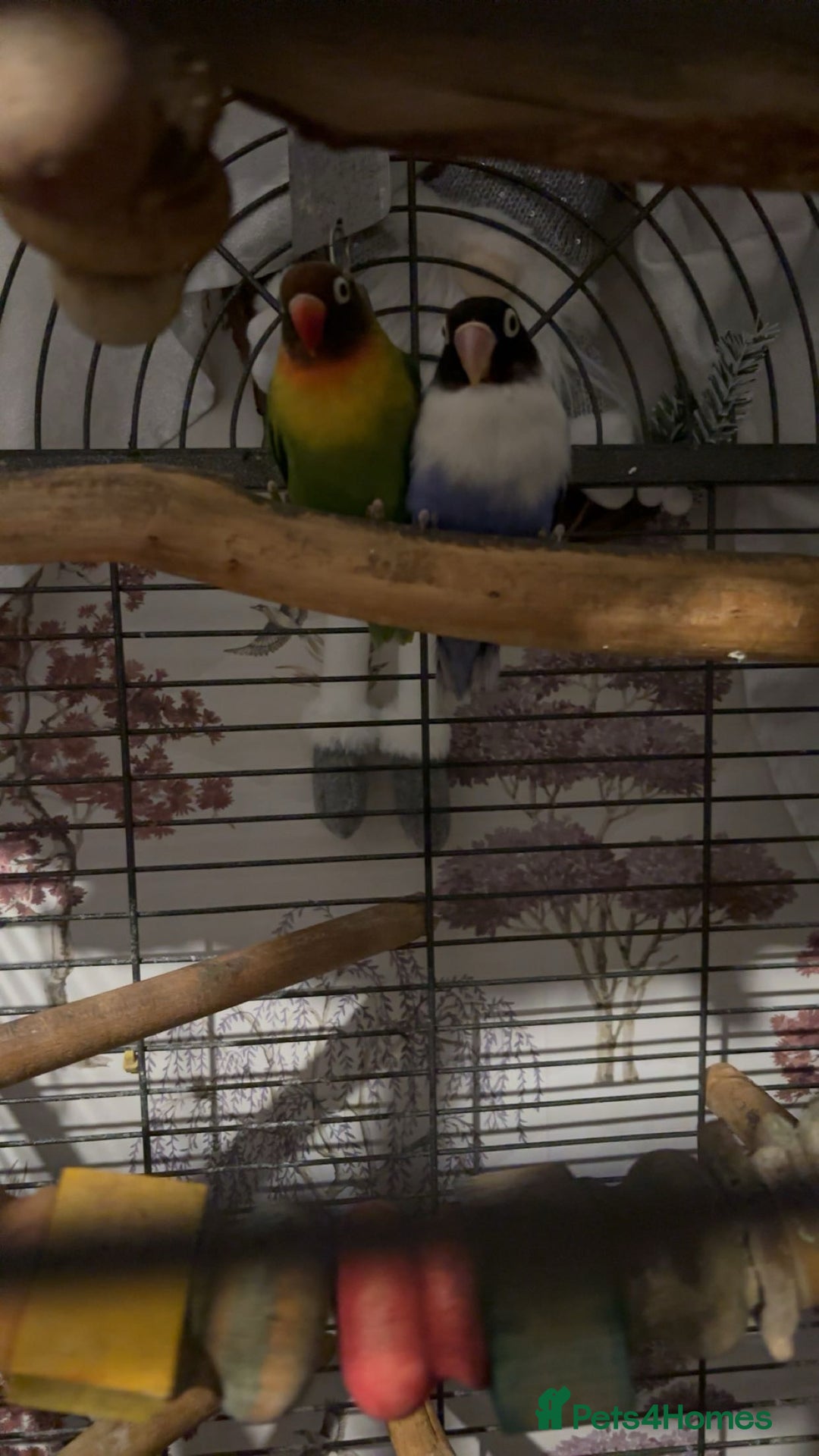 Lovebirds birds for sale: Lovebirds  - Advert 6