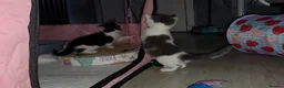 Oriental cats for sale: MAINE COON x ORIENTAL SHORTHAIR - Advert 10