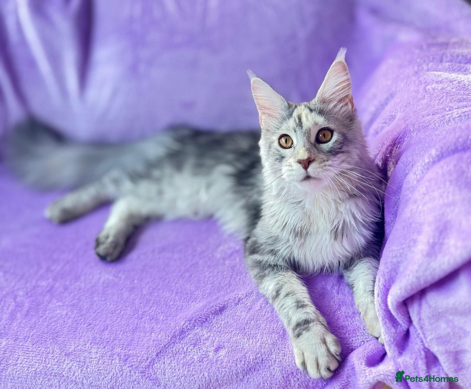 Maine Coon cats for sale: 🐾💕STUNNING XL PUREBRED MAINE COON GIRL 💕🐾 - Advert 14