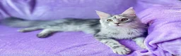 Maine Coon cats for sale: 🐾💕STUNNING XL PUREBRED MAINE COON GIRL 💕🐾 - Advert 3