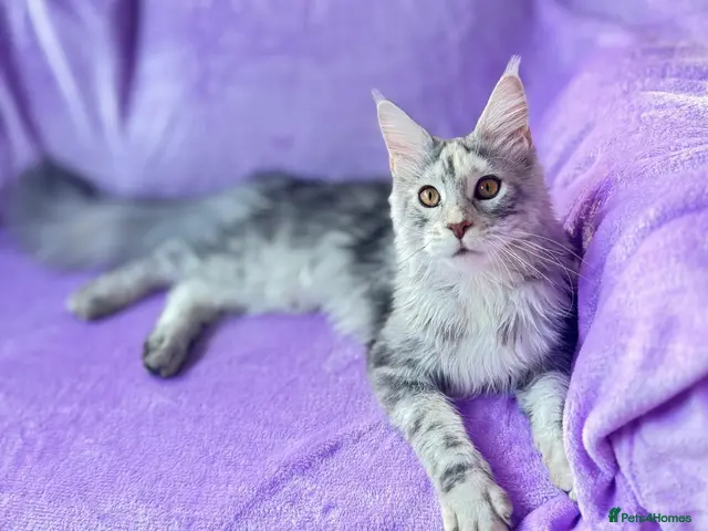 Maine Coon cats for sale: 🐾💕STUNNING XL PUREBRED MAINE COON GIRL 💕🐾 - Advert 4