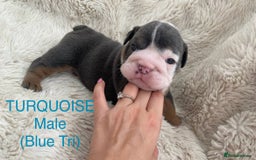 English Bulldog dogs for sale: English Bulldog Puppies - Image 5