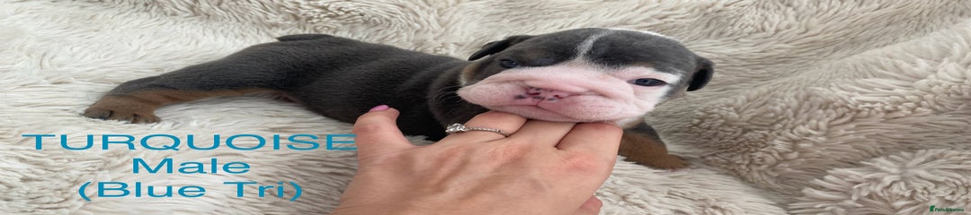English Bulldog Puppy 5