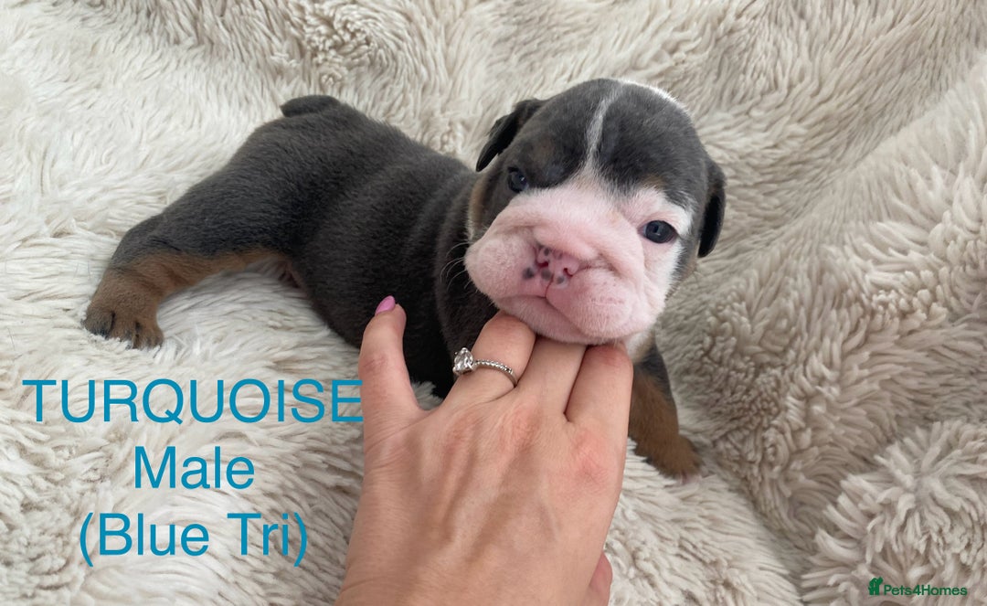 English Bulldog dogs for sale: English Bulldog Puppies - Image 5