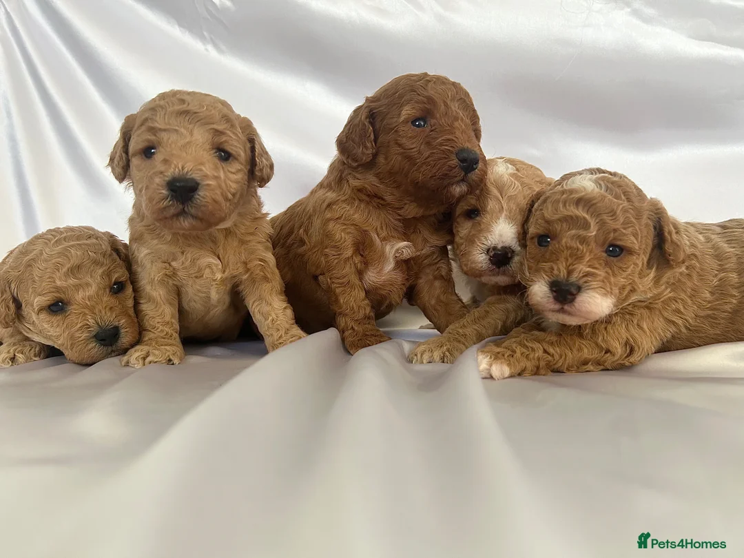 Toy Poodle dogs for sale: Outstanding Toy Poodles - KC registered in Wigston - Advert 1