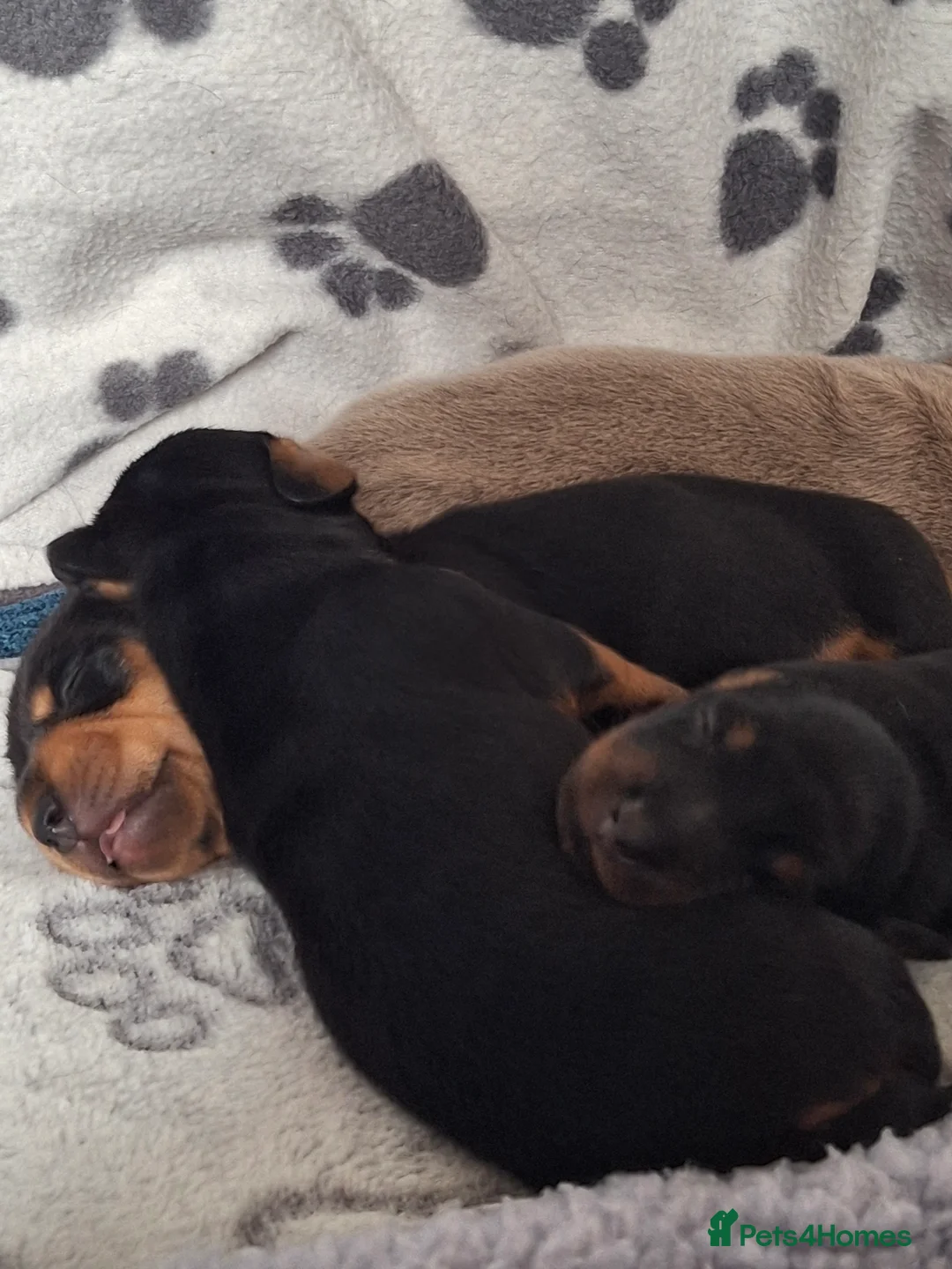 Dachshund dogs for sale: Miniature Dauchund Isabella and Black/Tan pups.  - Advert 15
