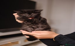 Scottish Fold cats for sale: 🐾 Beautiful Spotted-Belly Scottish Fold x Tabby😺 - Image 9
