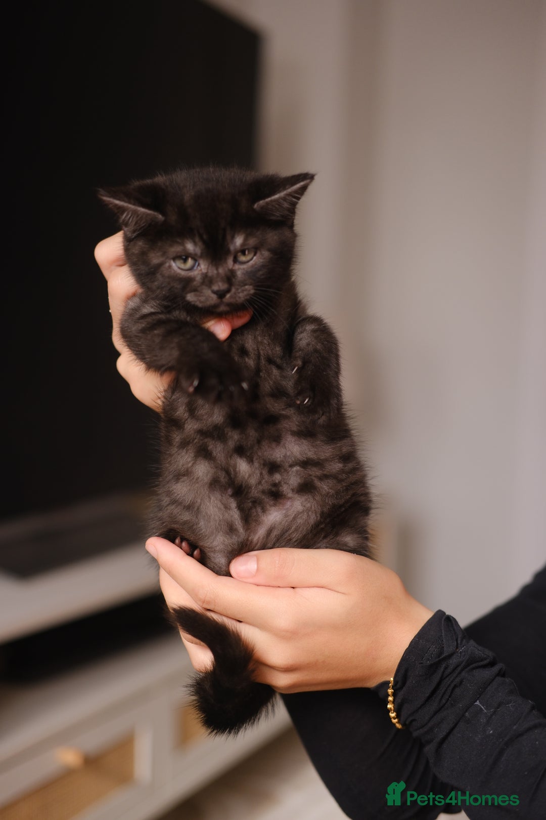 Scottish Fold cats for sale: 🐾 Beautiful Spotted-Belly Scottish Fold x Tabby😺 - Image 9