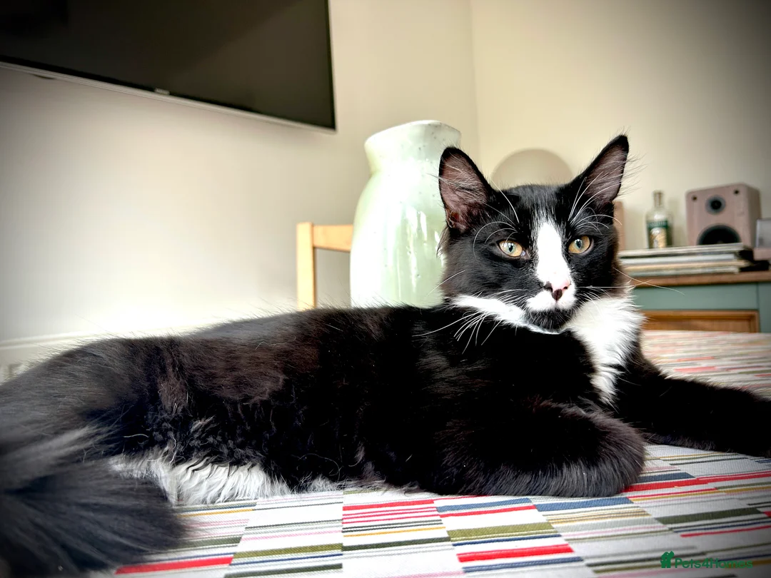 Mixed Breed cats for sale: Beautiful mixed breed kittens in Wolverhampton - Advert 2