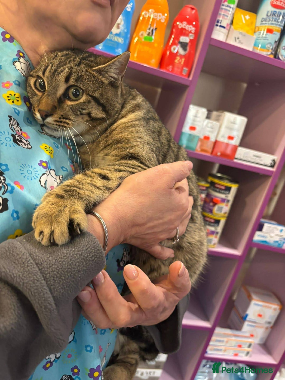 Mixed Breed cats for adoption: Tiger for adoption - Advert 7