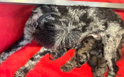 Miniature Poodle dogs for sale: Beautiful health tested miniature poodles  - Image 6