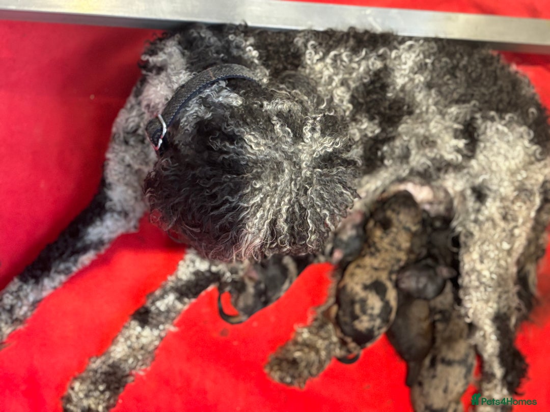 Miniature Poodle dogs for sale: Beautiful health tested miniature poodles  - Image 6