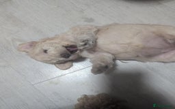 Poochon dogs for sale: Two gorgeous Poochon puppies - Image 4